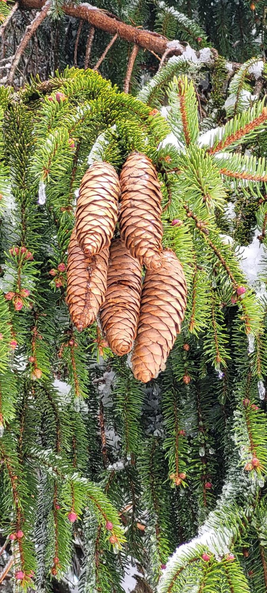 Gite Forestier Du Moulin Raon-sur-Plaine Екстер'єр фото